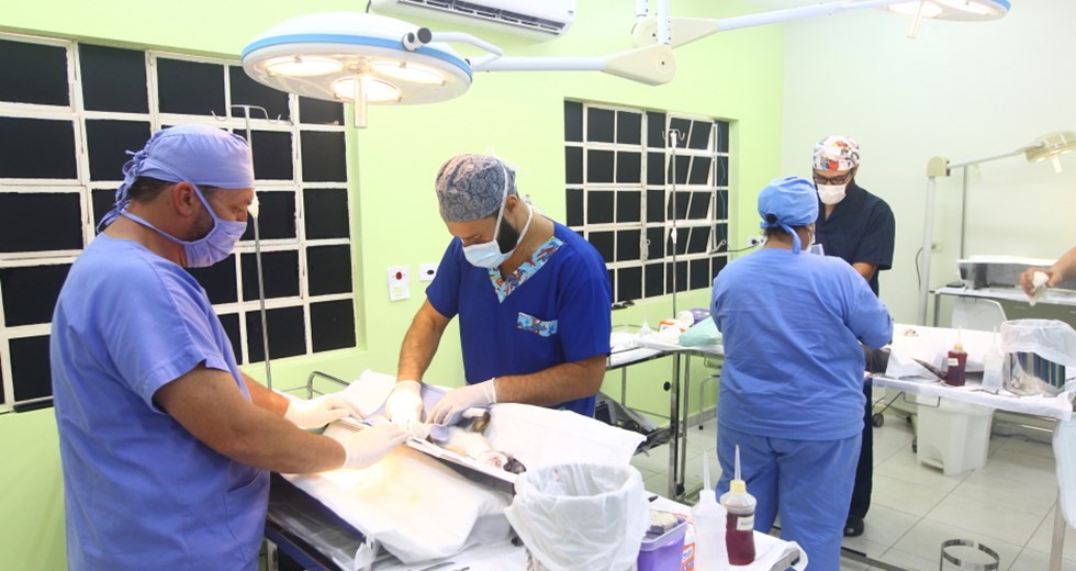 Programa Meu Pet Feliz - Castrações no centro cirúrgico do CCZ (Centro de Controle de Zoonoses). Foto: Claudio Vieira/PMSJC. 13-02-2020