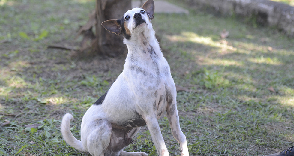 animais-para-adocao-31-07-2019-17.jpg