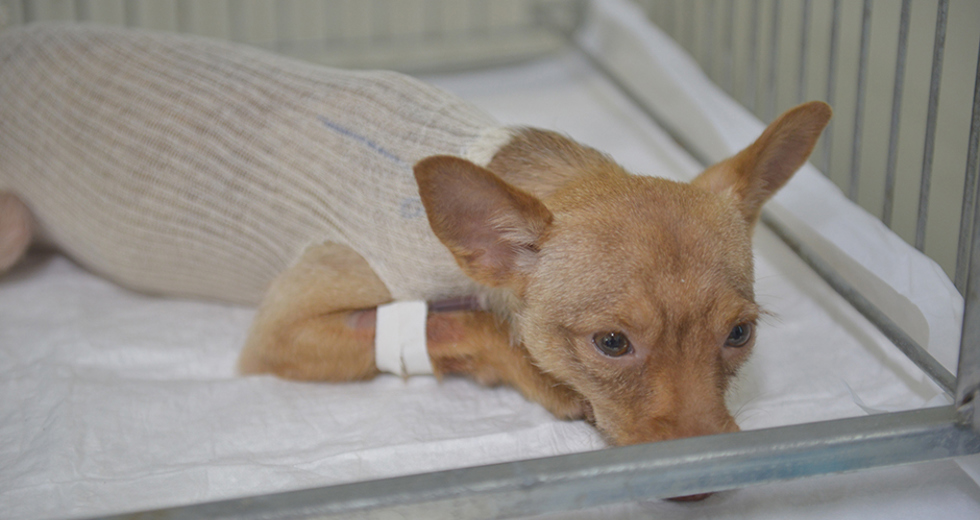 castracao-meu-pet-feliz-ccz-09-05-2019-lucas-cabral-22.jpg