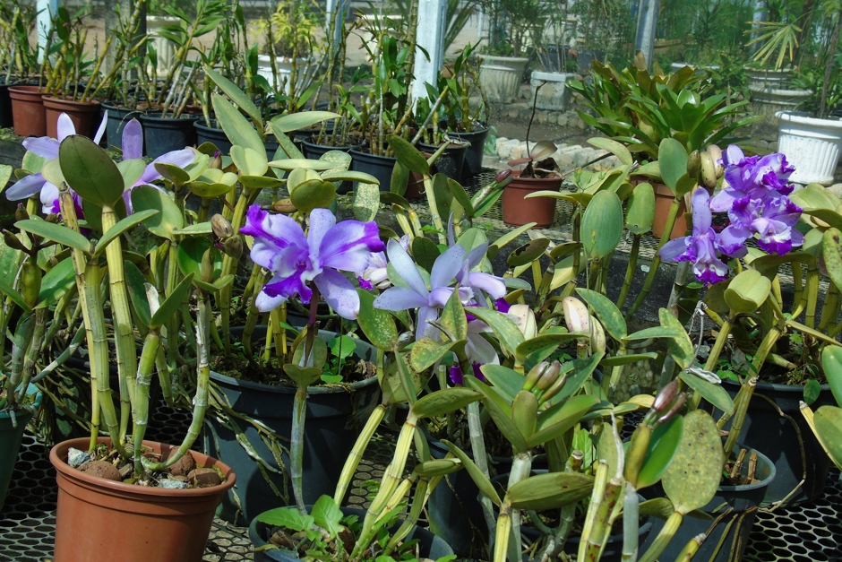 Foto: Divulgação zfundhasfloresfolhas-038.jpg