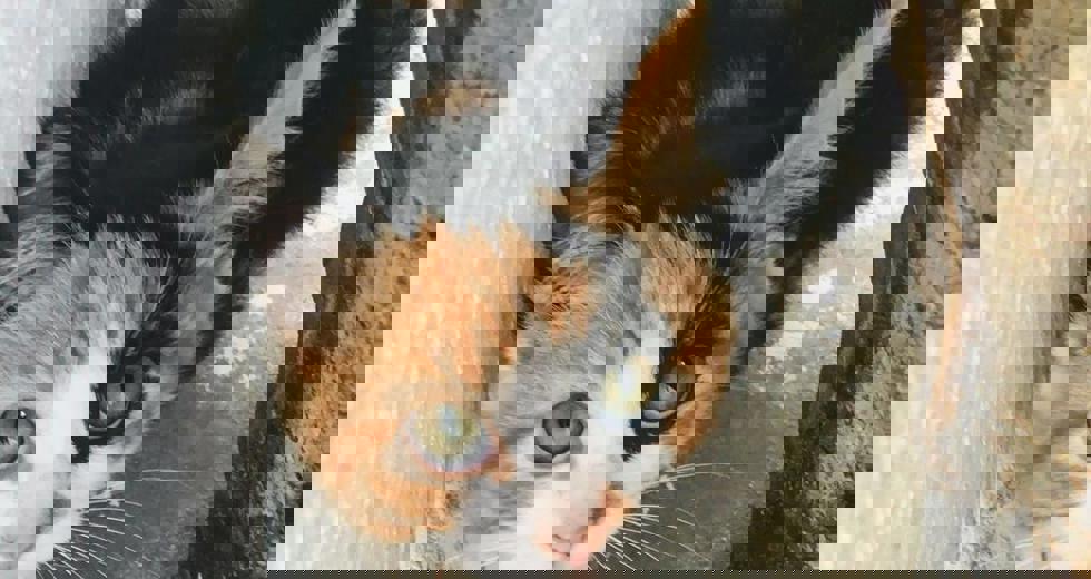 gatos-1.jpeg