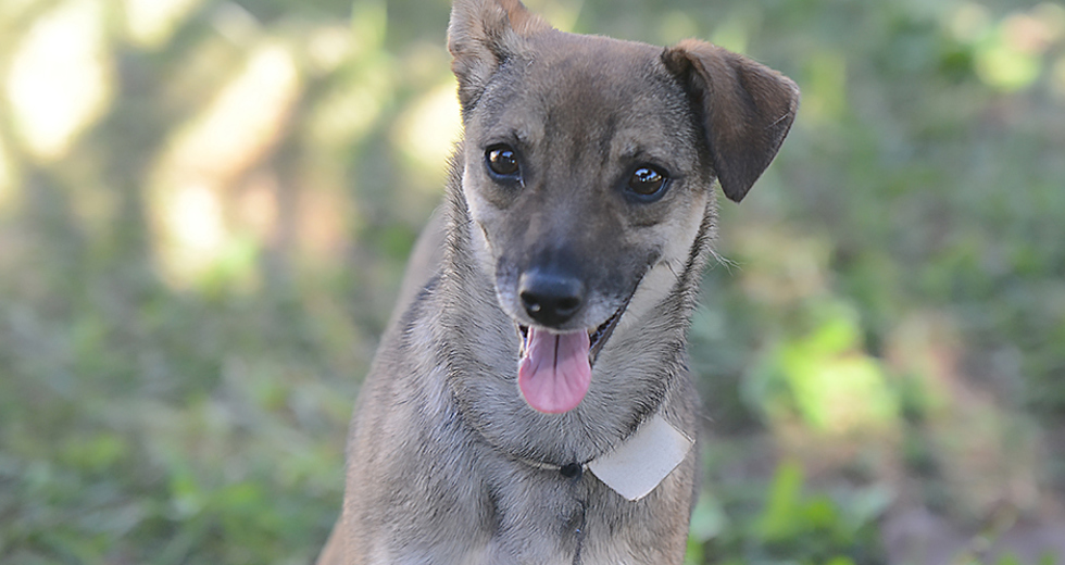 animais-adocao-ccz-26-07-2019-lucas-cabral-05.jpg