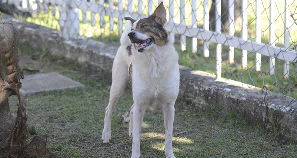 animais-ccz-27-08-2019-lucas-cabral-06.jpg