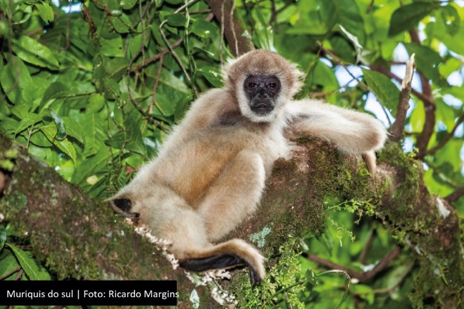muriqui-2.jpg