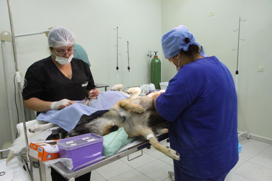 Castração de cães e gatos no CCZ 07/02/2020