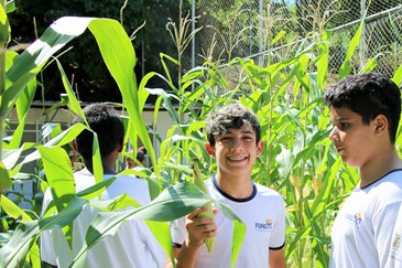 Cultivo de milho na Unidade Jorge Alegre - Fundhas 