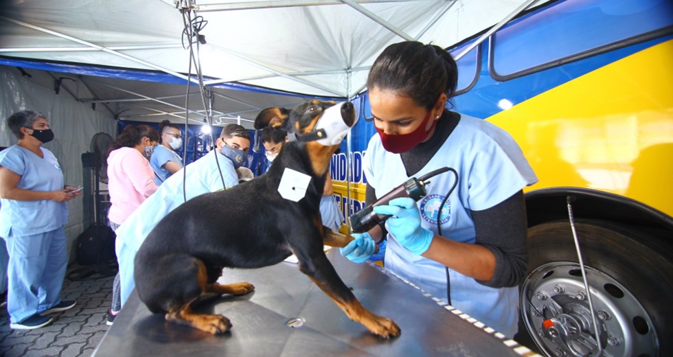 Castração de cães e gatos no Pousada do Vale. Foto: Claudio Vieira/PMSJC 12-06-2021 