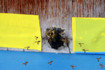 Palestra - Importância das abelhas nativas sem ferrão: o caso do resgate de colmeias