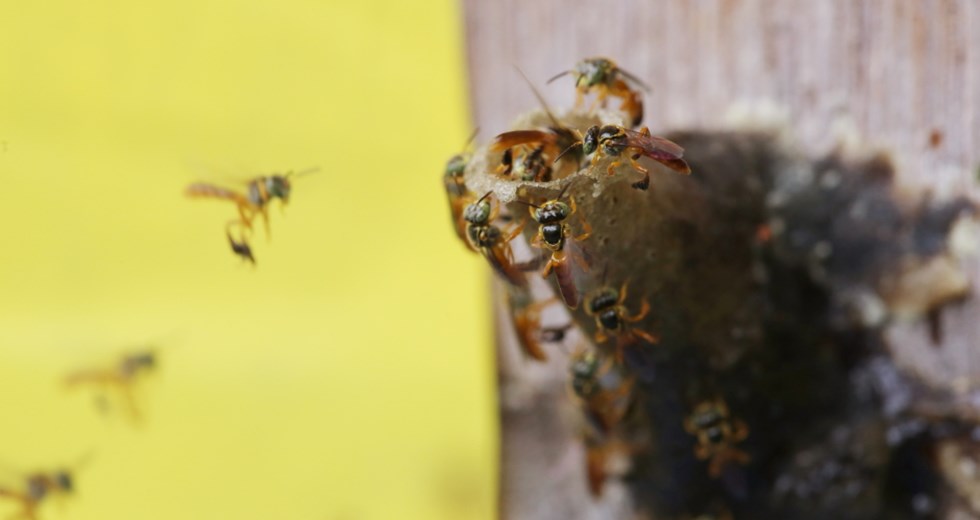Palestra - Importância das abelhas nativas sem ferrão: o caso do resgate de colmeias
