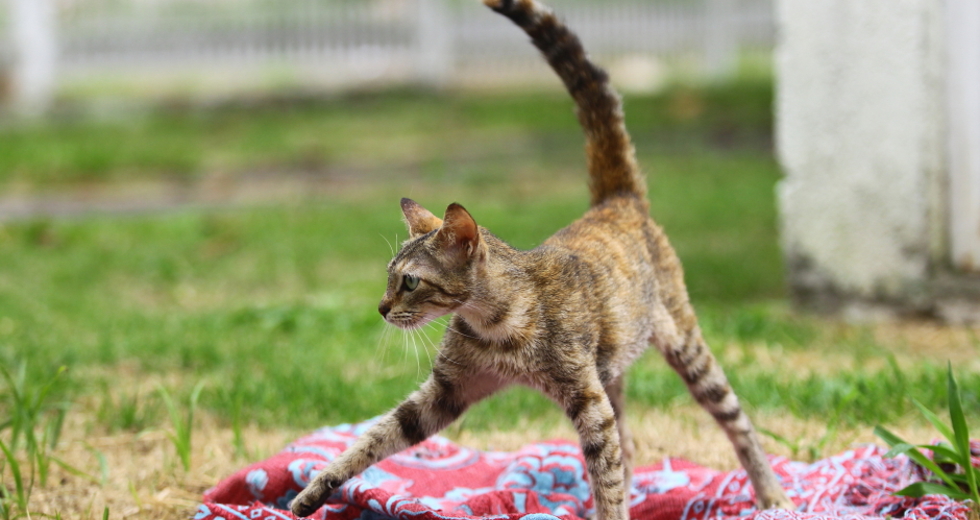 ccz_animais_adoc-a-o-55-claudio_vieira.jpg