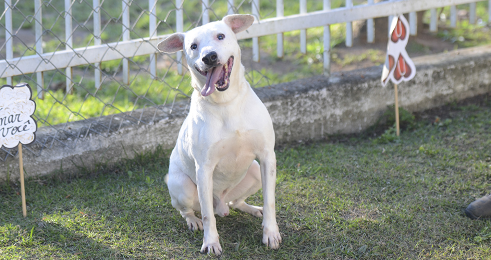animais-para-adocao-31-07-2019-41.jpg