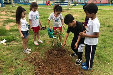 Emei Lourdes - pedagogia dos Sonhos: árvores de presente para a escola