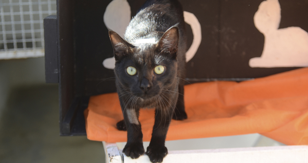 animais-para-adocao-31-07-2019-19.jpg