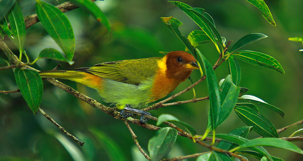 hemithraupis-ruficapilla-saira-ferrugem.jpg