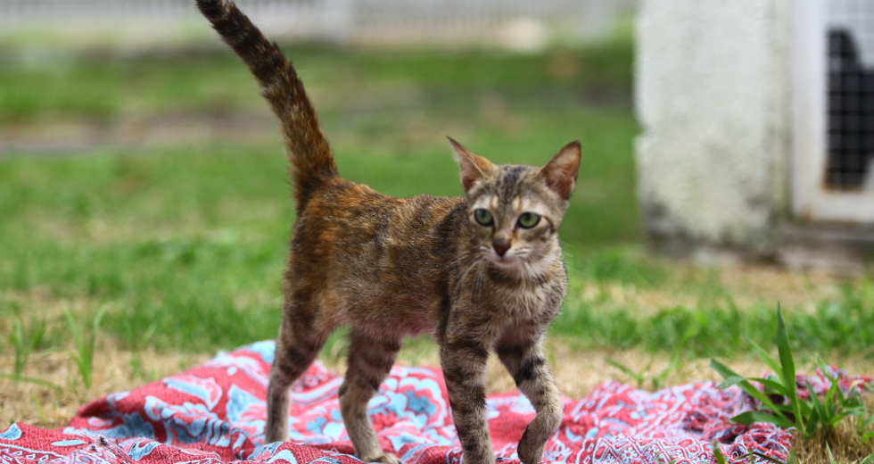 ccz_animais_adoc-a-o-52-claudio_vieira.jpg