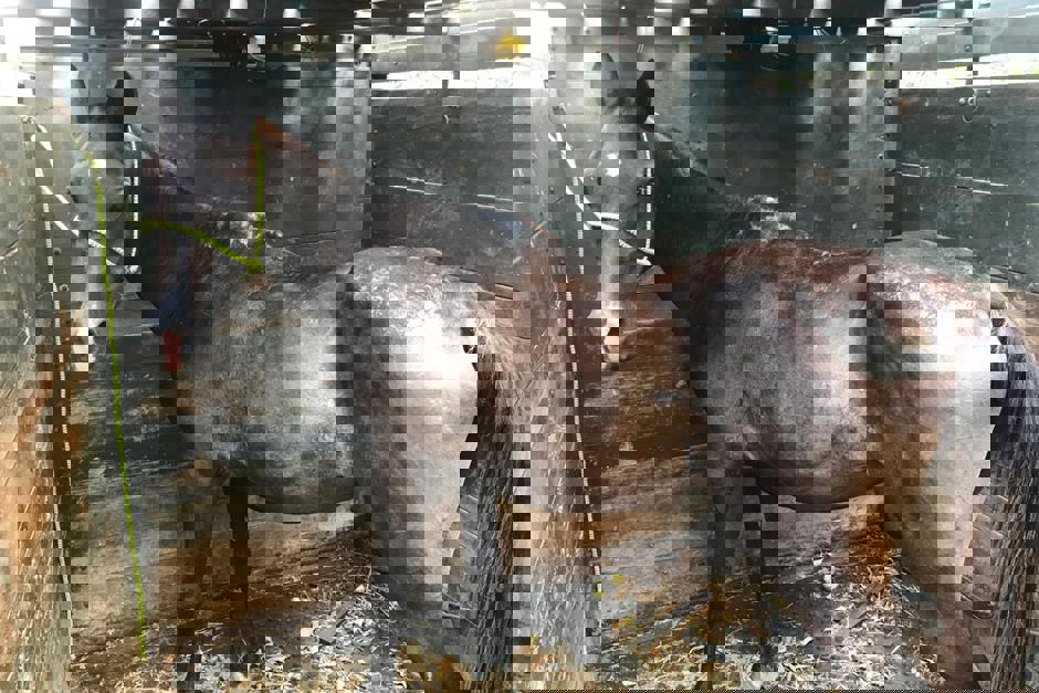 cavalo-apreendido.jpg