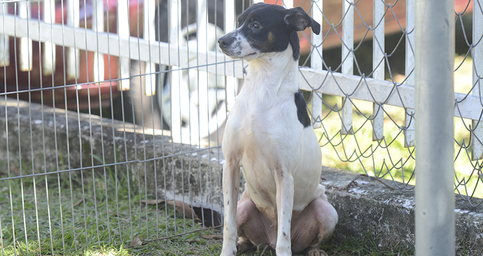 animais-para-adocao-31-07-2019-14.jpg