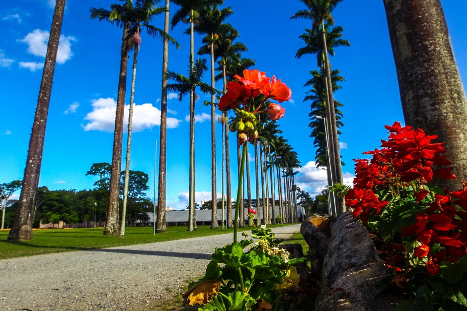 Alameda das palmeiras imperais, no Parque das  Cidade