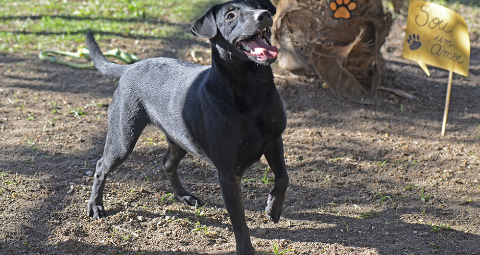 animais-para-adocao-31-07-2019-33.jpg