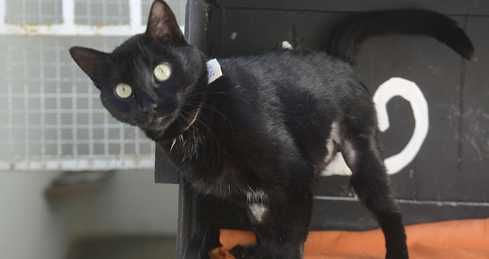 animais-para-adocao-31-07-2019-21.jpg