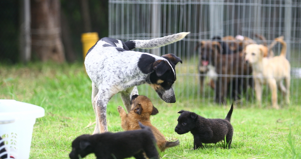 ccz_animais_adoc-a-o-41-claudio_vieira.jpg
