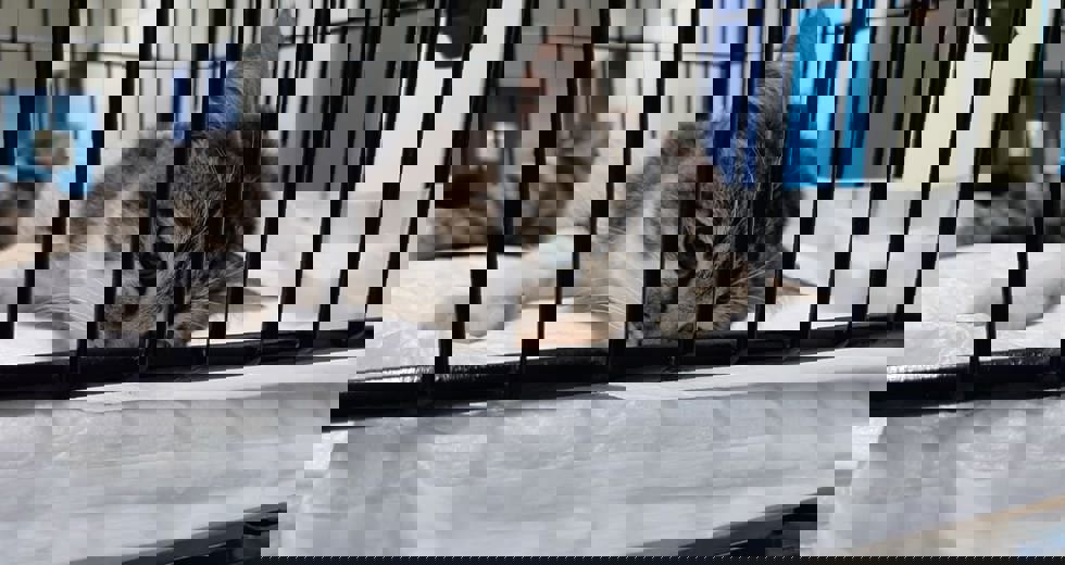 ccz-6.jpeg