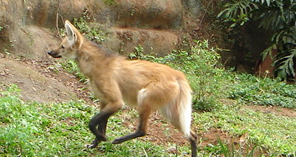 lobo-guara.jpg