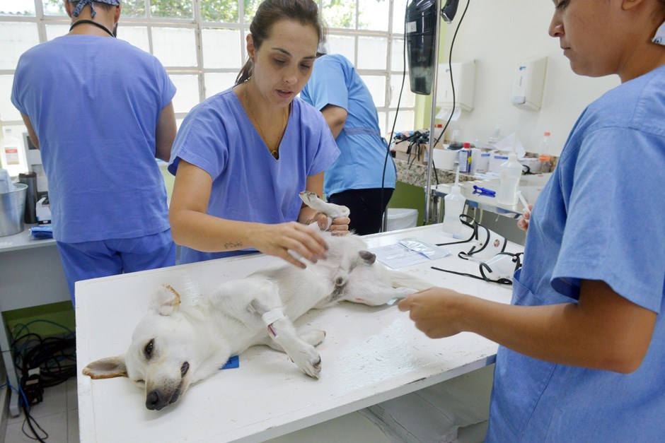 CCZ castração de cães e gatos  11 01 2019