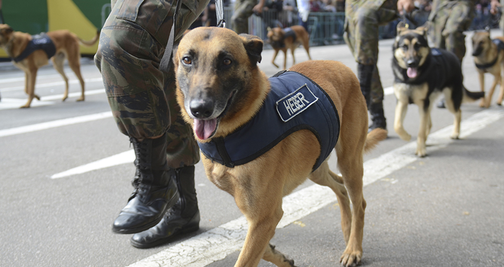 desfile-civico-militar-07-de-setembro-07-09-2019-lucas-cabral-105.jpg