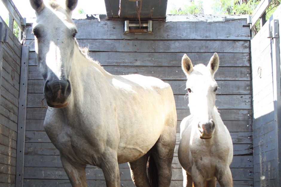 cavalo.jpg