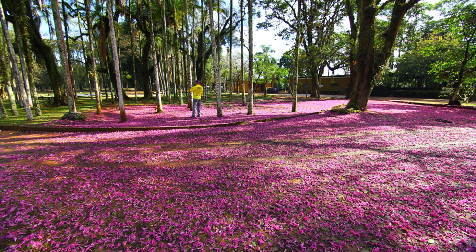 dia_arvore-14-claudio_vieira.jpg