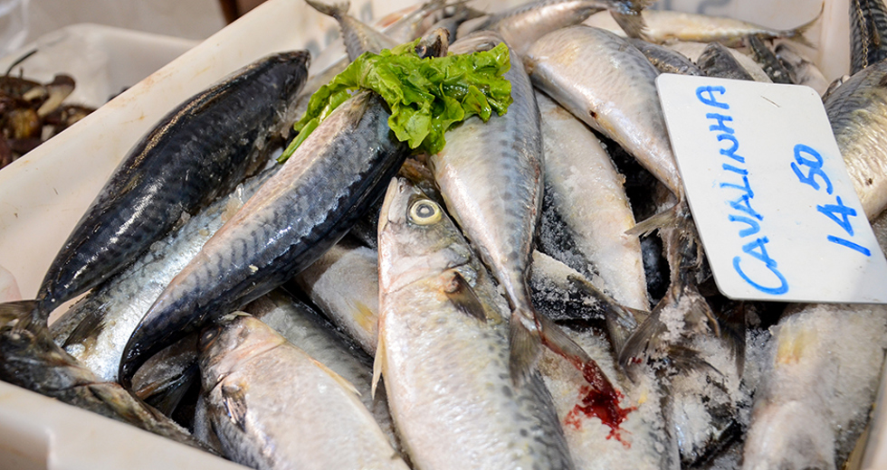 campanha-do-peixe-mercado-municipal-18-04-2019-lucas-cabral-11.jpg