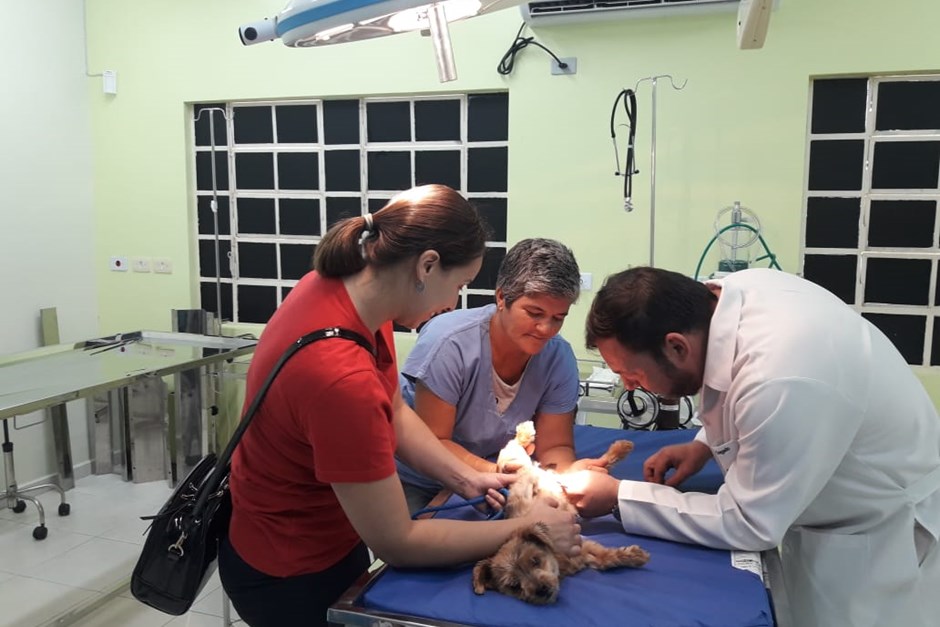 Animais voltam ao CCZ para retirar os pontos da cirurgia