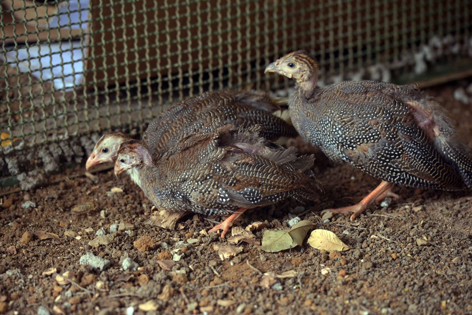 Cemitério do Morumbi recebe galinhas d`angola auxilio combate escorpiões 29 03 2019