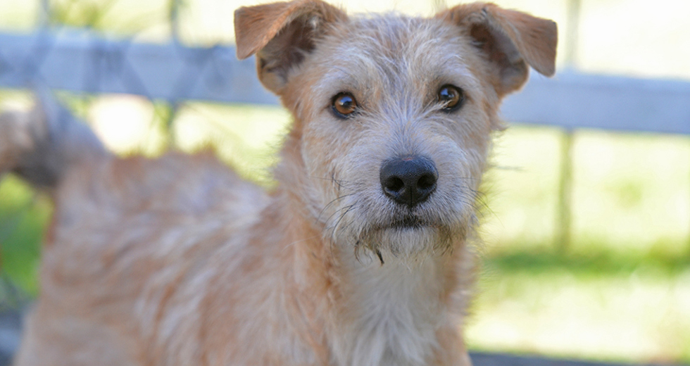 animais-adocao-ccz-26-07-2019-lucas-cabral-04.jpg