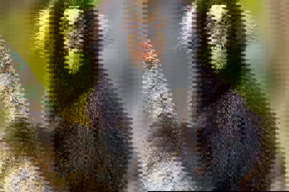 paulo-mascaretti.jpeg