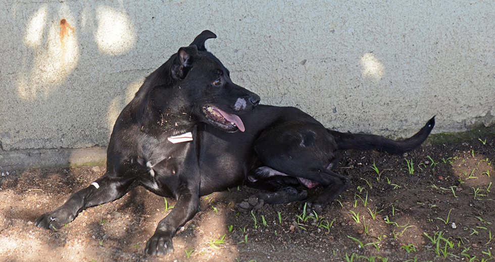 animais-para-adocao-31-07-2019-28.jpg