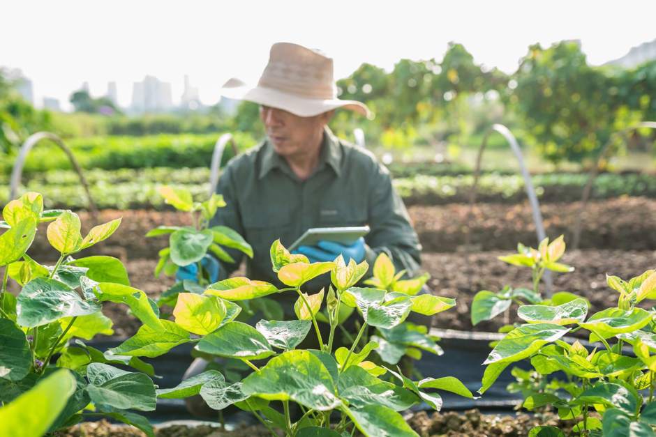 273347-x-dicas-para-aumentar-a-producao-rural.jpg