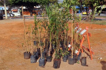 Plantio de Árvores nativas no Campo dos Alemães  22 06 2019