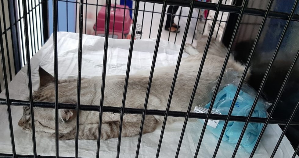 Animais castrados no Centro Cirúrgico do CCZ