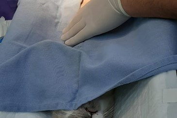 Animais castrados no Centro Cirúrgico do CCZ