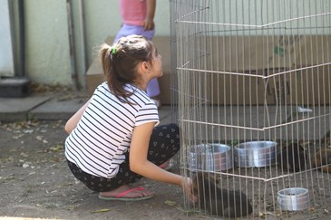 8ª feira de adoção de cães e gatos de 2019 no Centro de Controle de Zoonoses (CCZ). Foto: Claudio Vieira/ PMSJC. 31-08-2019