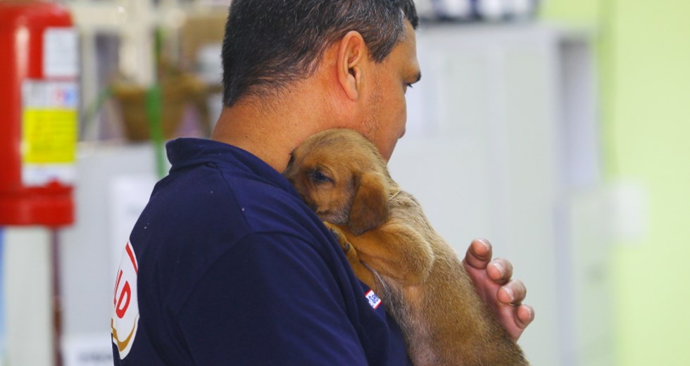 8ª feira de adoção de cães e gatos de 2019 no Centro de Controle de Zoonoses (CCZ). Foto: Claudio Vieira/ PMSJC. 31-08-2019