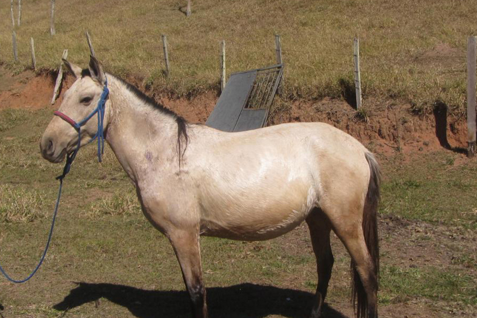 cavalo-sob-guarda-1.jpeg