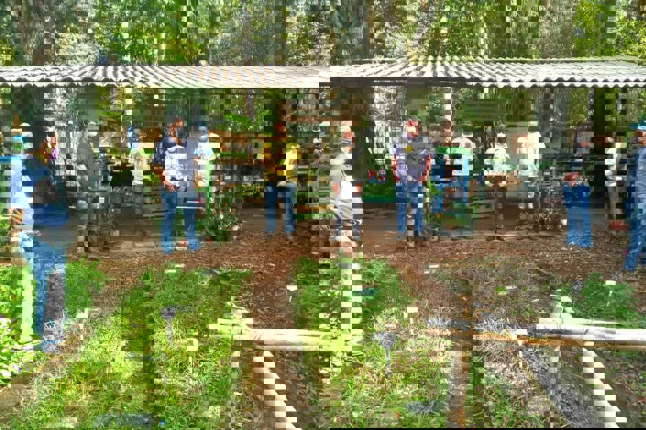 abelhas-sem-ferrao.jpg