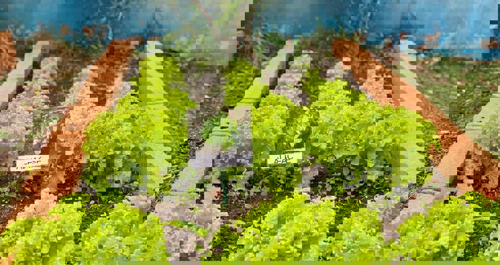 criancas-cultivam-alimentos-e-descobertas-em-projeto-de-horta-escolar-19.jpeg
