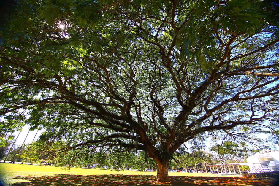 Foto: Divulgação dia_arvore-07-claudio_vieira.jpg