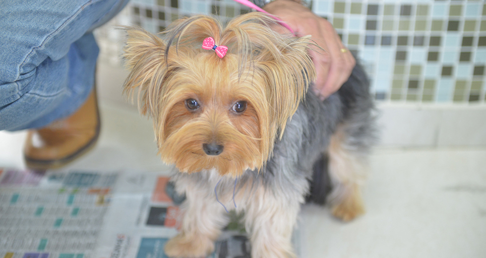 castracao-meu-pet-feliz-ccz-09-05-2019-lucas-cabral-24.jpg
