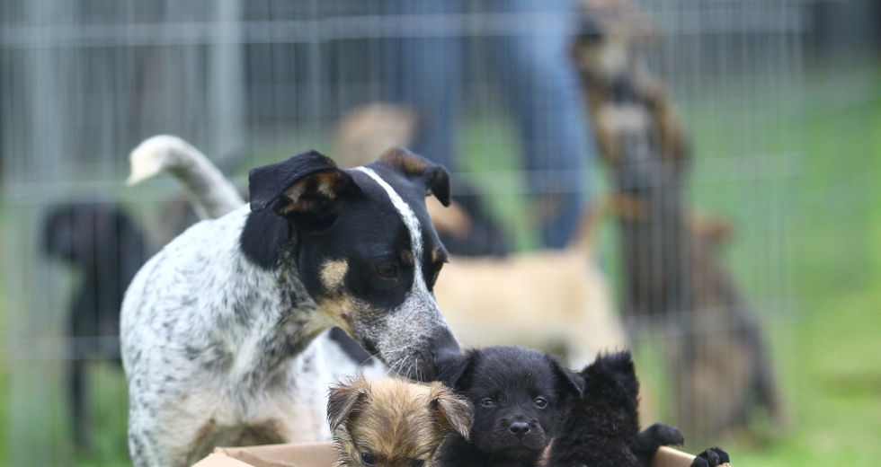 ccz_animais_adoc-a-o-27-claudio_vieira.jpg