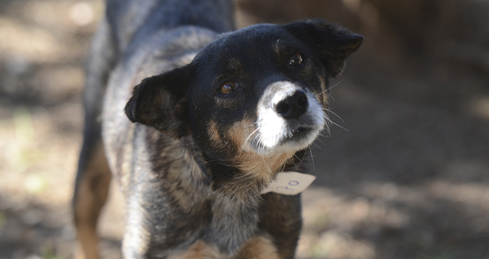 animais-para-adocao-31-07-2019-27.jpg